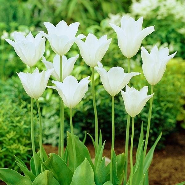 ●学名・英名Tulipa White Triumphator ●分類ユリ咲き Lily-flowered ●商品情報 ●お届け状態球根 (開花見込みサイズ) ●開花期(約)極遅 (4月中旬-5月中旬) ※関東以南の暖地では、開花時期が早くな...