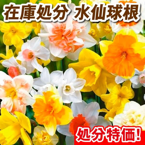 商品情報品種無選別でお届けします。珍しい品種が入るかも？送料無料でお買得！注）植え適期は過ぎております。生育不良を起こす可能性があります。予めご了承ください。お届け状態球根開花期3〜5月栽培適地庭・鉢・切花注意事項※写真はイメージです。※花...