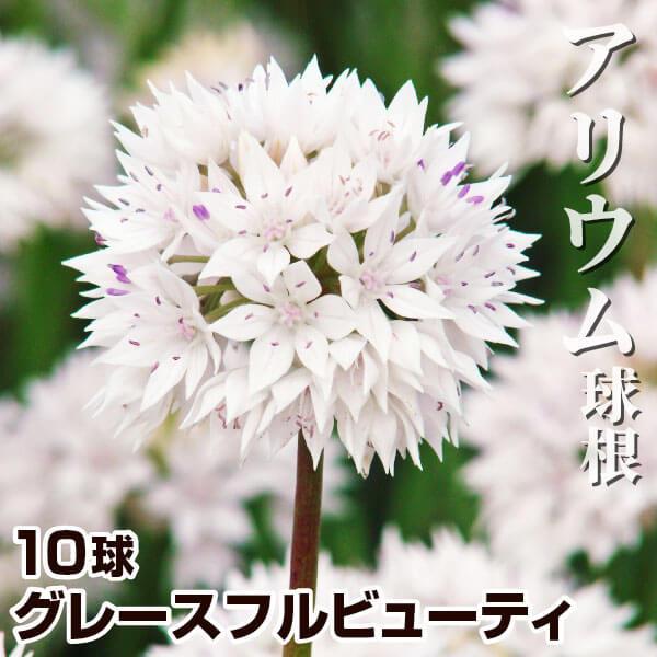 ●学名・英名：Allium amplectens Gracefull Beauty●商品情報：白色花弁に淡紫色の雄しべが映える小輪アリウム。花径3〜4cm。耐寒・耐暑性に優れ、強健で育てやすい。高温多湿に弱いため、水はけの良い砂質土壌の涼し...