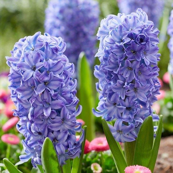 ●学名・英名：Hyacinthus orientalis Aqua●商品情報：春の花壇や寄せ植えに引っ張りだこなヒヤシンス。花は良い香りがします。キジカクシ科。原産は地中海東部。●お届け状態：球根 (球周: 約14cm)●開花期(約)：3-...