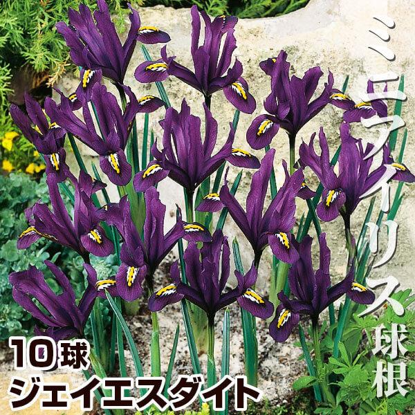●学名・英名：Iris reticulata J.S. Djit●商品情報：草丈が低いアイリス。育てやすさと愛らしさで大人気!  普通のアイリスより約1か月早く開花します。アヤメ科。●お届け状態：球根 (球周: 約5cm)●開花期(約)：2...