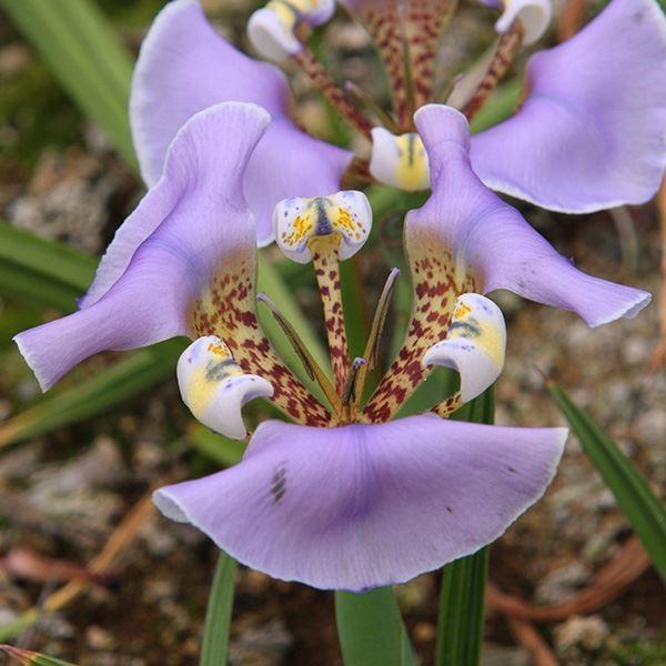 ●学名・英名：Onira unguiculata●商品情報：ユニークな紫色の花を咲かせるオニラ。一日花です。アヤメ科。●お届け状態：球根 (小球性)●開花期(約)：4-6月●草丈(約)：10-20cm●耐寒性：中 ※冬は霜除けが必要●日照：...