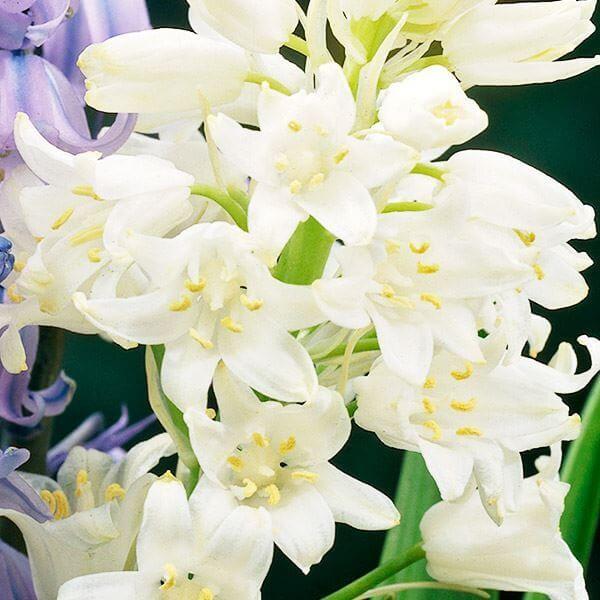 ●学名・英名：Hyacinthoides hispanica (Scilla campanulata)●商品情報：植えっぱなしOK!! 可憐なベル形花。性質は強健で育てやすい。クサスギカズラ科。別名：シラー・カンパニュラータ、ヒヤシンソイデ...