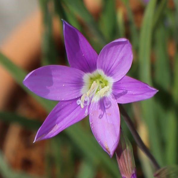 ●学名・英名：Geissorhiza inaequalis●商品情報：南アフリカ原産。ゲイソリザは流通が少ない稀少植物です。アヤメ科ゲイソリザ属。イナエクアリスは薄青紫色の花を穂状にたくさんつけます。●お届け状態：球根 (小球性)●開花期(...