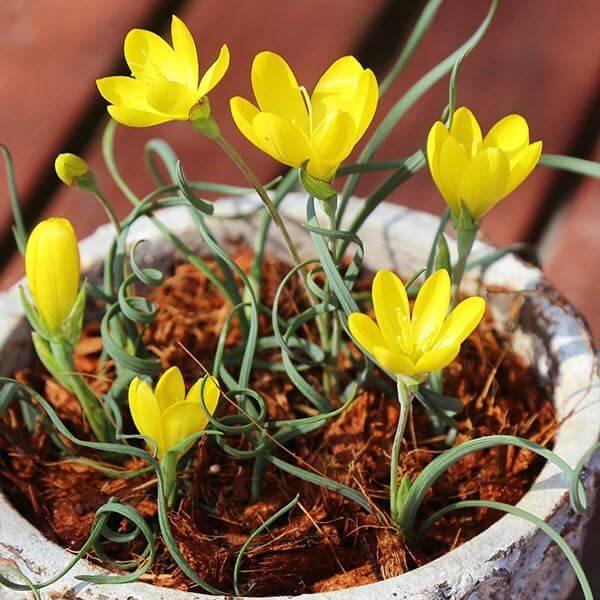 ●学名・英名：Geissorhiza corrugata●商品情報：南アフリカ原産。ゲイソリザは流通が少ない稀少植物です。アヤメ科ゲイソリザ属。コルガータは鮮やかな黄花。くるくるした葉もユニークな小型種。●お届け状態：球根 (小球性)●開花...