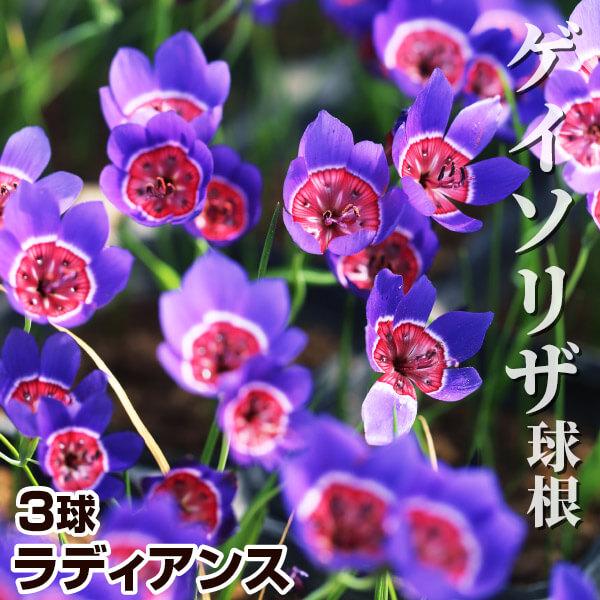 ●学名・英名：Geissorhiza radians●商品情報：南アフリカ原産。ゲイソリザは流通が少ない稀少植物です。アヤメ科ゲイソリザ属。ラディアンスは紫花弁の中央に赤が入る鮮やかな花色。●お届け状態：球根 (小球性)●開花期(約)：3-...