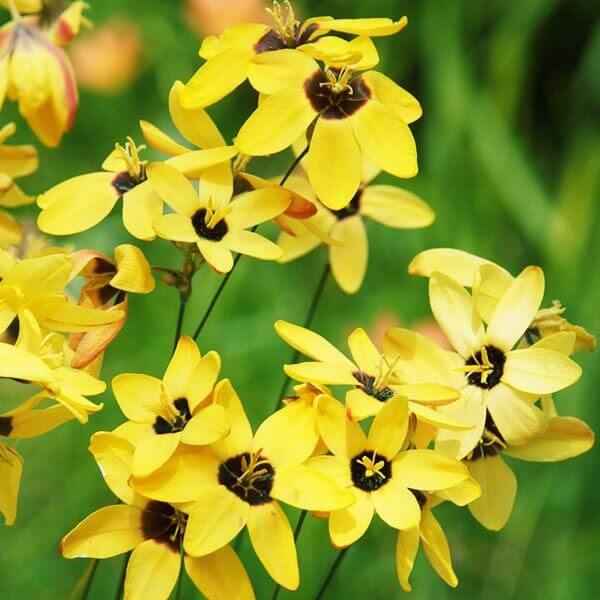 ●学名・英名：Ixia maculata●商品情報：発色のよいイエローで元気がもらえる原種イキシア。アヤメ科。●お届け状態：球根 (小球性)●開花期(約)：4-6月●草丈(約)：30-60cm●耐寒性：中 ※冬は霜除けが必要●日照：日なた●...