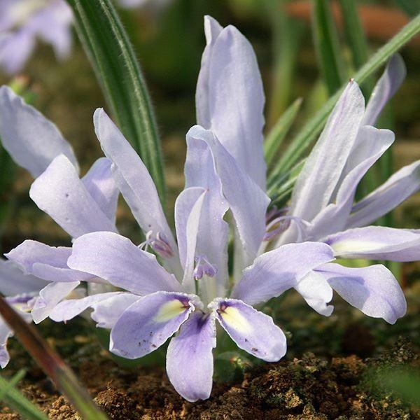 ●学名・英名：Babiana cedarbergensis●商品情報：透き通るような水色の花を咲かせる原種バビアナ。アヤメ科ホザキアヤメ属。原産地はアフリカ南部。●お届け状態：球根 (小球性)●開花期(約)：4-5月●草丈(約)：15-30...