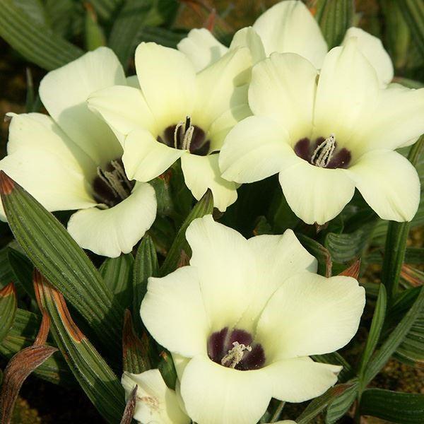 ●学名・英名：Babiana pigmaea●商品情報：弁底が黒く、香りの良い大輪原種バビアナ。アヤメ科ホザキアヤメ属。原産地はアフリカ南部。●お届け状態：球根 (小球性)●開花期(約)：4-5月●草丈(約)：15-30cm●耐寒性：弱●日...