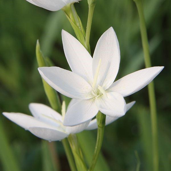 ●学名：Hesperantha cucullata●商品情報：性質は丈夫で栽培しやすいヘスペランサ。アヤメ科ヘスペランサ属。南アフリカ原産。「黄昏」を意味するhesperosと「花」を意味するanthosからこの名がついたとされています。夕...