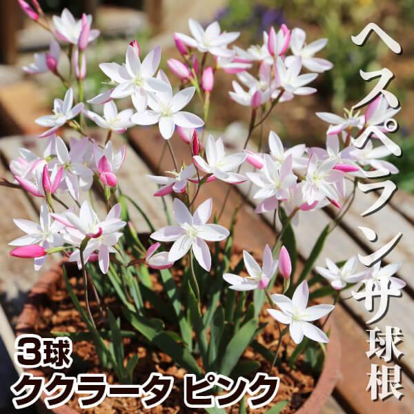 ●学名:Hesperantha cucullata●商品情報：花の内側が白、外側が濃い桃色の美しいヘスペランサ。アヤメ科ヘスペランサ属。南アフリカ原産。「黄昏」を意味するhesperosと「花」を意味するanthosからこの名がついたとされ...