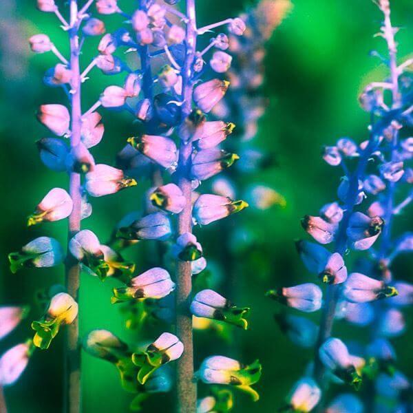 ●学名・英名：Lachenalia Mutabilis●商品情報：紫の花茎から黄色い花を咲かす珍しいラケナリア。ラケナリアは現在100種類以上が確認されており、花の色や形、草姿、開花時期までもが種類によって様々です。キジカクシ科ラケナリア属...