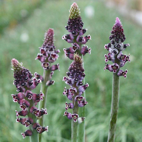 ●学名・英名：Lachenalia Elegans●商品情報：ラケナリアは現在100種類以上が確認されており、花の色や形、草姿、開花時期までもが種類によって様々です。キジカクシ科ラケナリア属。原産地はアフリカ大陸南部。●お届け状態：球根 (...