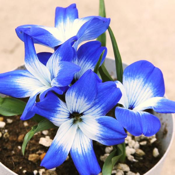 ●学名・英名：Tecophilaea cyanocrocus●商品情報：海外で大人気!! 日本ではまだまだ珍しく、入手も難しい幻のテコフィラエア。鮮やかな青は心を奪われるほど美しい。「アンデスの青い宝石」と称されます。チリのアンデス山脈など...