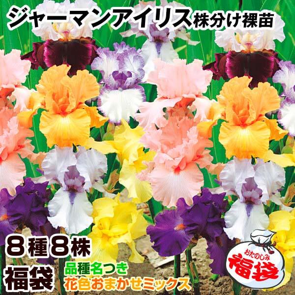 ●学名・英名：Iris (Tall Bearded)●商品情報：虹の花(レインボーフラワー)とも呼ばれ、ドレスをまとったような優雅な花姿で人気の高いジャーマンアイリス。アイリスのなかでも最も華やかで、たくさんの品種があります。多年草で花は比...