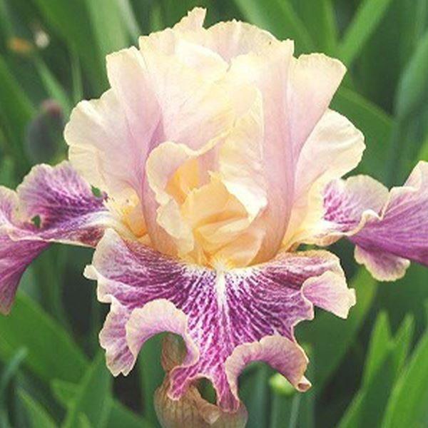 ●学名・英名：Iris (Tall Bearded)・Flights of Fancy●商品情報：虹の花(レインボーフラワー)とも呼ばれ、ドレスをまとったような優雅な花姿で人気の高いジャーマンアイリス。暑さ・寒さに強く栽培簡単。乾燥を好み、...