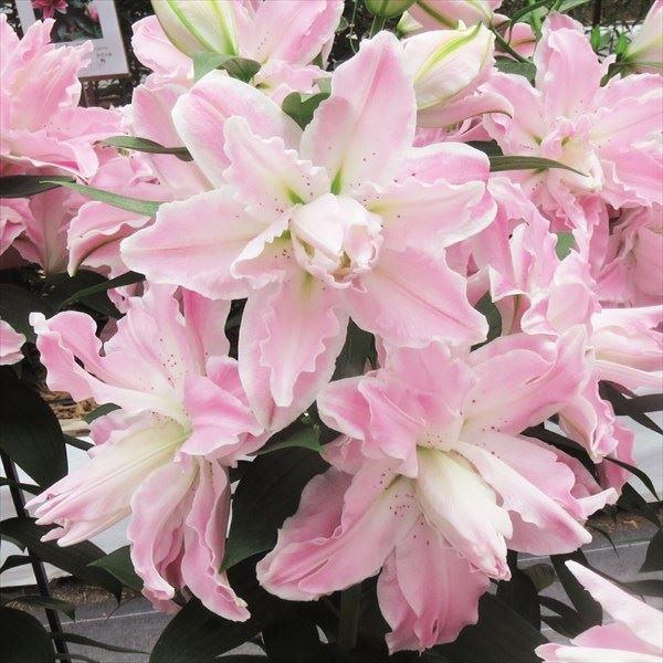 ●学名・英名：Lillium Sabor●商品情報：見応え抜群の豪華な八重咲きオリエンタルユリ。芳香あり。●お届け状態：球根●開花期：6-7月●草丈：中(80〜120cm)●耐寒性：強●日照：半日陰●栽培適地：庭・鉢・切花●注意事項：※商品...