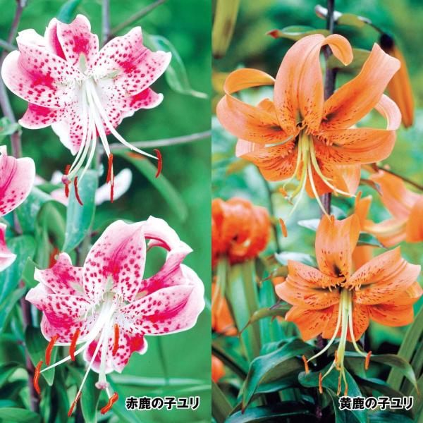 ●セット内容：赤鹿の子ユリ、黄鹿の子ユリ 各5球●学名・英名：Lilium speciosum●商品情報：ユリの中で最も遅い8月に咲く、育てやすい原種ユリ！鹿の子絞りを思わせる花弁の模様が名前の由来です。花形の美しさから世界中で愛されており...