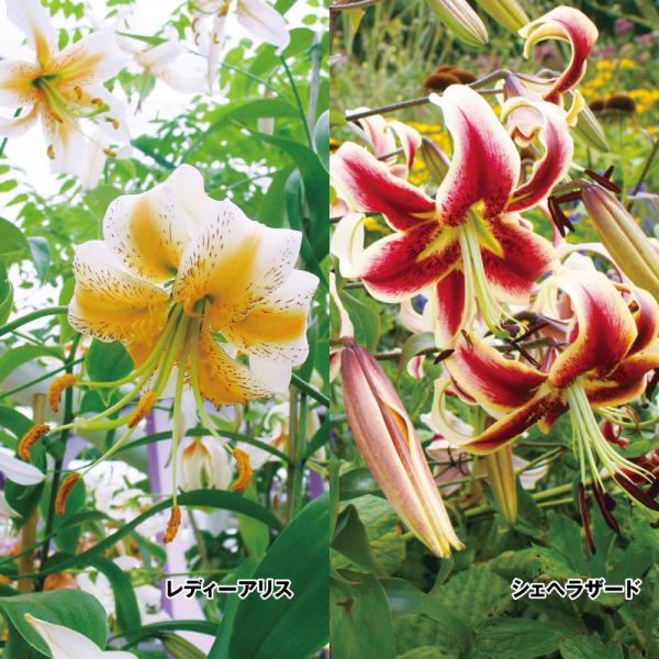 ●セット内容：シェヘラザード、レディーアリス 各5球●商品情報：てまり状のかわいい花を咲かせるユリの2種セット。●お届け状態：球根●開花期：7月中旬〜8月中旬●草丈：1〜1.5m●花径：シェヘラザード:20-25cmレディーアリス:10cm...