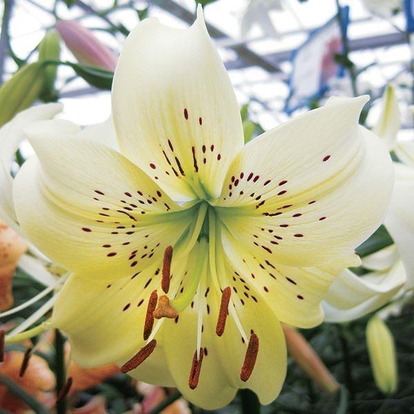 ●学名・英名：Lilium Sweet Surrender●商品情報：鹿の子ユリの仲間で、反り返った花弁が特徴的で可愛らしい。花数が多く豪華で華やかな花姿は、まるでシャンデリアのよう！●お届け状態：球根●開花期：6月〜7月●草丈：80〜12...