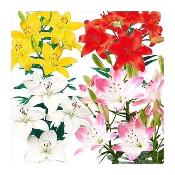 ●セット内容：すかしゆり赤花・すかしゆり黄花・すかしゆり白花・すかしゆりシュガーラブ/各4球●商品情報：一番人気の豪華すかしゆユリセット●お届け状態：球根●開花期：6月●草丈：80〜120cm(シュガーラブは〜80cm)●耐寒性：強●日照：...