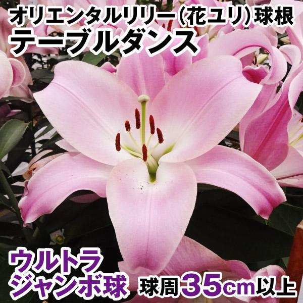 ●学名・英名：Lilium Table Dance●商品情報：球周35cm以上と超ビッグサイズの球根でお届け。しっかりとした花が咲きやすい大きな球根です。花径約25cmの立派な花を咲かせるオリエンタルユリ。OTハイブリッド。芳香あり。●お届...