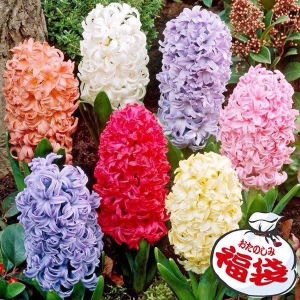 ●学名・英名：Hyacinthus orientalis●商品情報：春の花壇や寄せ植えに引っ張りだこなヒヤシンスの福袋。花は良い香りがします。キジカクシ科。原産は地中海東部。●お届け状態：球根 (球周: 約14cm)※花色によってサイズが異...