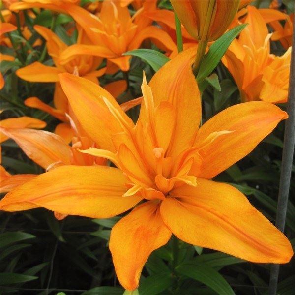 ●学名・英名：Lilium Scoubidou●商品情報：豪華で見応え抜群の八重咲きすかしゆり●お届け状態：球根●開花期：6月●草丈：中(80-120cm)●耐寒性：強●日照：日なた●栽培適地：庭・鉢・切花●注意事項：※商品画像は開花後のイ...