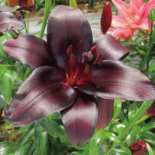 ●学名・英名：Lilium Nightrider●商品情報：黒紫色の希少なすかしゆり※栽培環境により花色が出にくく、赤っぽくなる場合があります。●お届け状態：球根●開花期：6月●草丈：中(80〜120cm)●耐寒性：強●日照：日なた●栽培適...