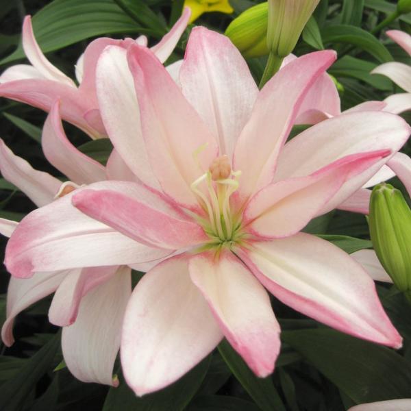 ●学名・英名：Lilium Bentley●商品情報：無花粉ユリ。淡い桃色の八重咲きすかしゆり。LAハイブリッド系。●お届け状態：球根●開花期：6月●草丈：中(80-120cm)●耐寒性：強●日照：日なた●栽培適地：庭・鉢・切花●注意事項：...