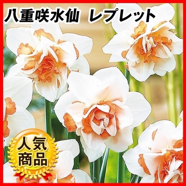 ●学名・英名：Narcissus Replete●商品情報：白弁と可愛いフリルを持ったサーモンピンクの花弁が重なる、八重咲の巨大水仙。人気!スイセンは育てやすく、植えっぱなしでも栽培でき、初心者にもおすすめです。●分類：4 W-P Doub...