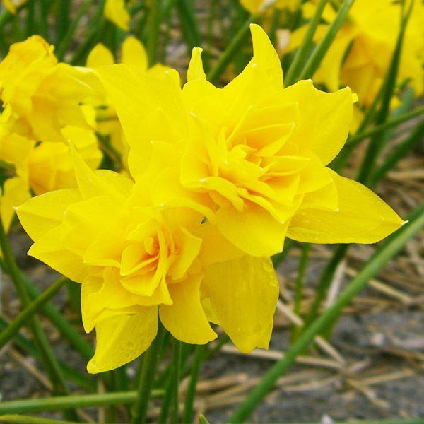 ●学名・英名：Narcissus Double Campernelle●商品情報：鮮やかな黄色の花弁が重なる八重咲き水仙。スイセンは育てやすく、植えっぱなしでも栽培でき、初心者にもおすすめです。●分類：4 Y-Y double Daffod...