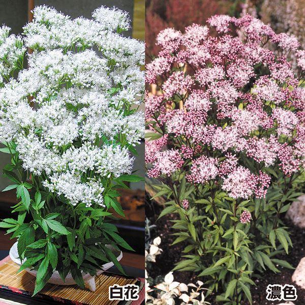 セット内容白花フジバカマ濃色フジバカマ   ●商品情報秋の七草のひとつとして親しまれ、趣ある雰囲気が魅力のフジバカマ!!   ●お届け状態9cmポット苗   ●分類多年草   ●開花期8〜9月   ●草丈60〜120cm   ●日照日なた ...