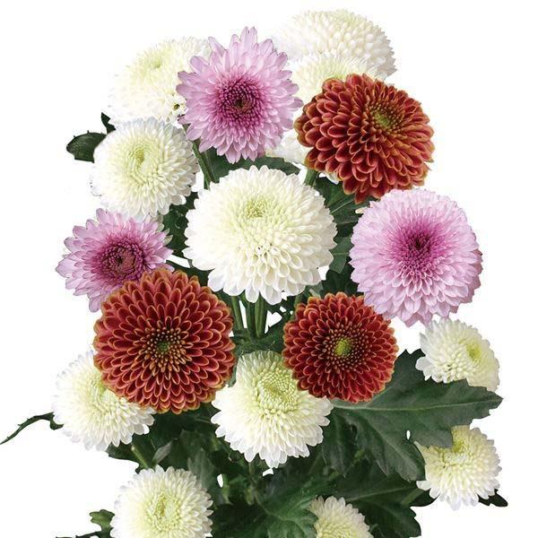 国華園 菊苗 洋菊 巨大ピンポン菊Bセット 3種6株 送料無料