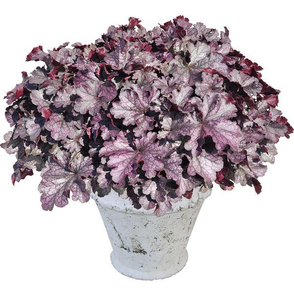 商品情報花のない時期でも、カラフルな葉の色で花壇をにぎやかに彩ってくれるヒューケラ。可愛らしい小花も魅力的。和名：つぼさんご。登録名：INHEU10214お届け状態ポット苗分類多年草開花期晩春〜夏草丈20〜40cm日照日なた（午後：半日陰）...