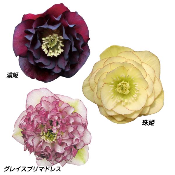 ☆HANA様ご購入苗㉔-578㉔-478㉔-590クリスマスローズ