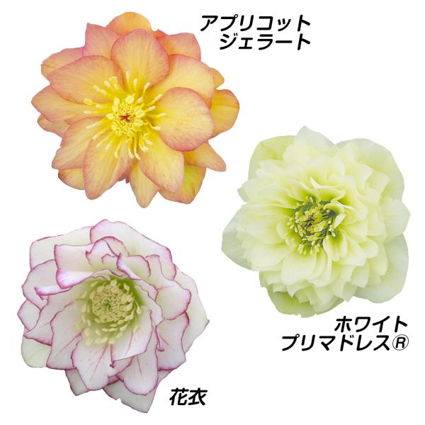 謙信様ご購入苗㉔-219㉔-207クリスマスローズ