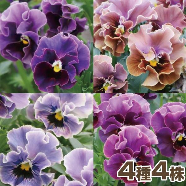 セット内容瑠璃柿渋スモーキーブルー京紫商品情報和の色彩をモチーフとした、クラシック調のビオラで、少し大人な印象の落ち着きあるカラーが特徴的。花数も多く丈夫です。※花色には色幅があります。お届け状態9cmポット苗分類1年草開花期11〜5月草丈...