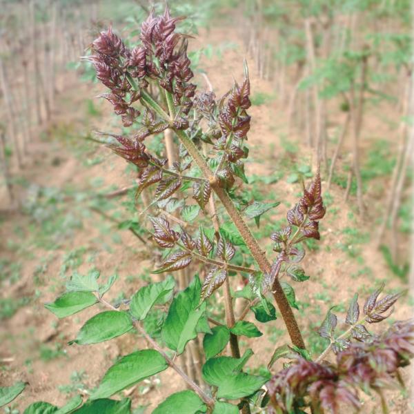 ●商品情報伊豆諸島に分布する赤芽品種で、琉球タラの木の変種といわれています。鋭いトゲがほとんどなく、緑芽品種をも超える風味・香りを持ち、極めて美味！●お届け状態：ポット苗●分類：落葉低木●収穫期：4〜5月●日照：日なた、半日陰●耐寒性：強