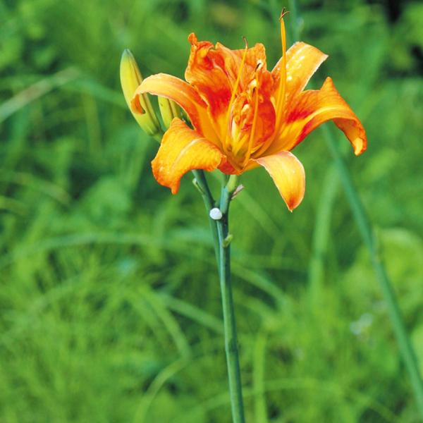 ●商品情報ほどよいぬめりと甘味が美味!若芽はおひたし等、つぼみは茹でて酢の物に。●お届け状態：素掘苗●分類：多年草●収穫期：3〜４月●日照：日向●耐寒性：強