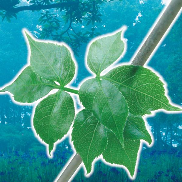 ●商品情報豊かなコクの若芽は天ぷらにすると絶品！他にも和え物や炒め物に。●お届け状態：ポット苗●分類：落葉高木●収穫期：4〜5月●日照：半日陰●耐寒性：強