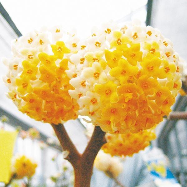 ●商品情報：無剪定で「ミツマタ」に枝が分かれます。小さな黄花が集まり大きな半球状に。●お届け状態：挿木2年生10.5cmポット苗●分類：落葉樹●開花期：3月〜4月●生長後の樹高(約)：1〜1.8m●日照：日なた・半日陰●耐寒性：中●用途：庭...