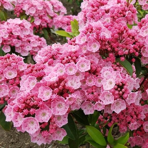 ●商品情報：金平糖のような蕾から、蕾・花とも驚くほどキレイなピンク色でとっても美しいカルミア。小花が集まって大きなボール状になるので、ボリューム満点の花姿!●お届け状態：5号鉢苗●開花期：5〜6月●草丈：2〜3m●日照：半日陰●耐寒性：中●...