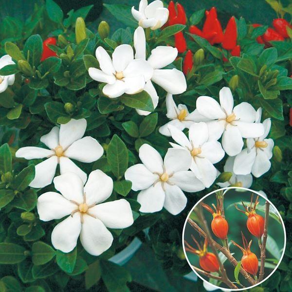 ●商品情報：上品な香りのする白色の花を咲かせた後、黄橙色の実を付けるクチナシ。実は着染料として利用。●お届け状態：12cmポット苗(樹高30〜50cm)●分類：常緑樹●生長後の樹高：0.5〜2m●開花期：6〜7月●日照：日なた・半日陰●耐寒...