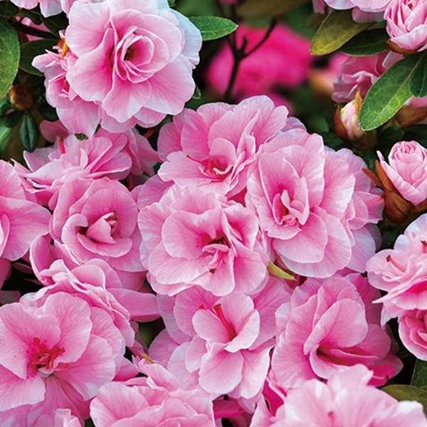 ●商品情報：八重咲きで淡いピンク色の絞り咲きの花が魅力的なツツジ!!●お届け状態：挿木2年生12cmポット苗(樹高10〜15cm)●分類：常緑樹●生長後の樹高：1〜2m●開花期：4〜5月●日照：日なた●耐寒性：中●栽培適地：庭・鉢