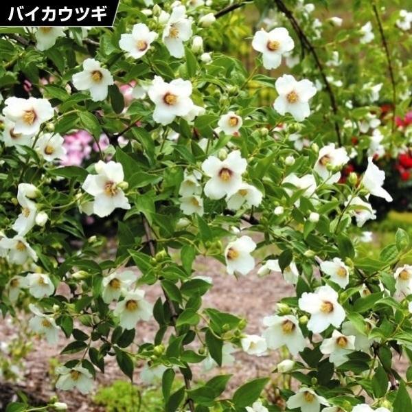 ●商品情報：枝に無数の花をつけ、初夏にはお庭が良い匂いでいっぱいにしてくれるます。ベルエトワールは白地に底紅色花が咲く人気のバイカウツギです。洋風・和風のどちらにも向き、寄せ植えや切花にしてもステキです。●お届け状態：挿木2年生ポット苗(樹...