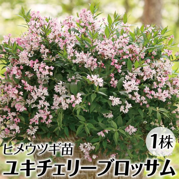 ●商品情報：コンパクトなサイズで、鉢植えにも向くヒメウツギ!春にピンクの花をたくさん咲かせます。●お届け状態：挿木1〜2年生ポット苗（樹高約10〜20ｃｍ）●分類：落葉樹●耐寒性：強●生長後の樹高（約）：30〜60cｍ●日照：日なた・半日陰...