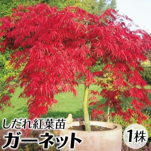 ●商品情報：春の芽吹きから赤く、秋の紅葉は鮮やかな冴えた赤色をしており、春から秋まで楽しめます。●お届け状態：10.5cmポット苗●分類：落葉樹●鑑賞期：5〜11月●生長後の樹高(約)：1.5〜2.5m●日照：日なた●耐寒性：強●用途：庭・鉢