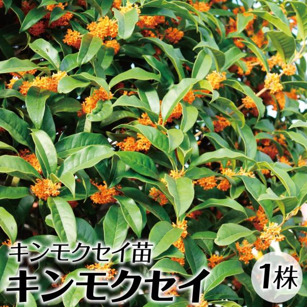 ●商品情報：濃厚な香りで大人気の庭園樹！常緑なので、生垣にも最適！●お届け状態：15cmポット苗●分類：常緑樹●開花期：10月●生長後の樹高(約)：3〜6m●日照：日なた●耐寒性：中●用途：庭（暖地）・鉢・切花