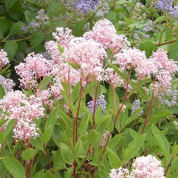 ●商品情報：淡いピンク色の小花を咲かせる。ライラックのような花姿は可憐です。●お届け状態：10.5cmポット苗●分類：落葉樹●開花期：5〜6月●生長後の樹高(約)：1.5m●日照：日なた●耐寒性：強●用途：庭・鉢・切花